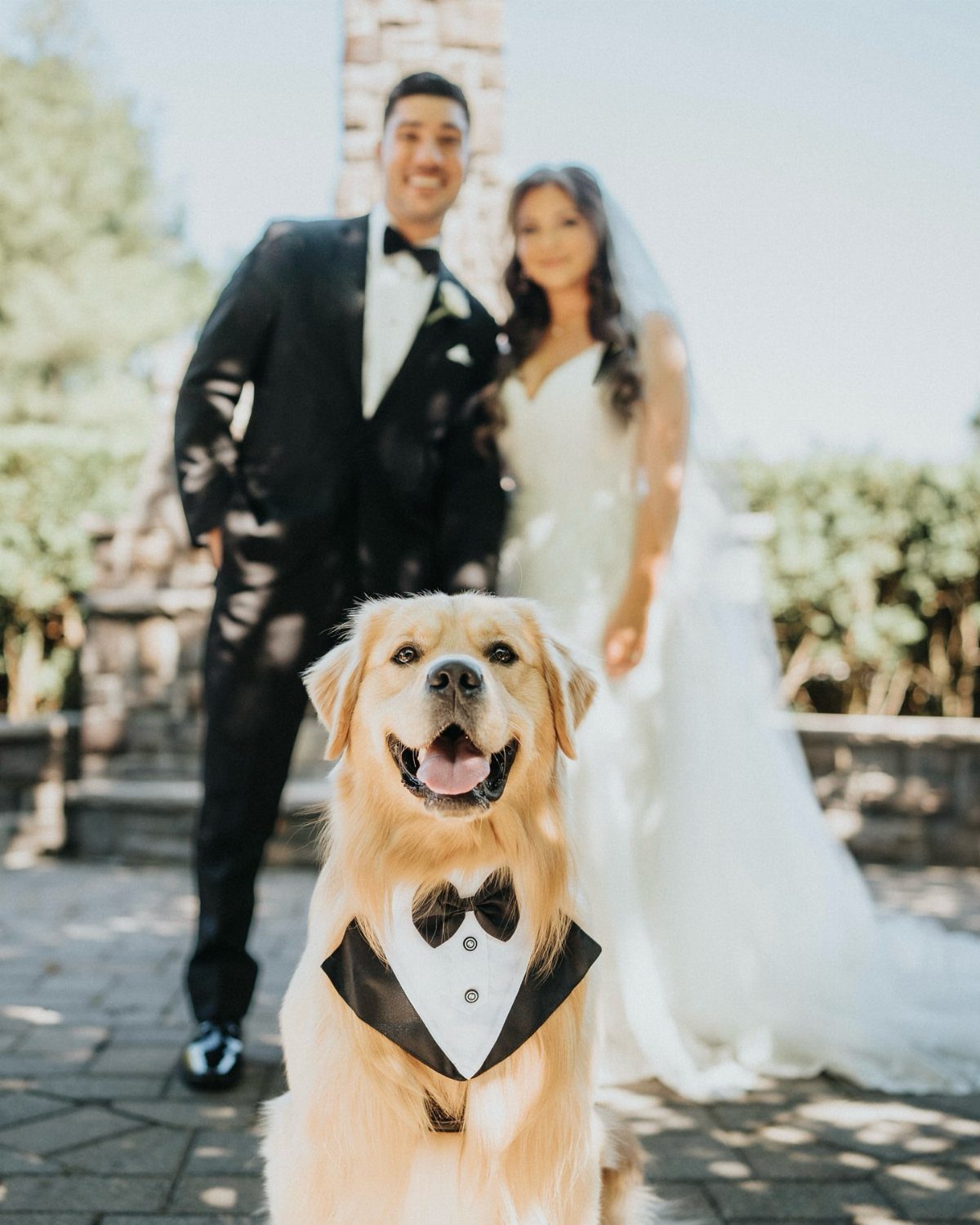 17 Couple Pictures for Your Wedding That Feel Real, Not Posed 8 Golden retriever wearing a tuxedo bib sitting in front of a wedding couple outdoors.