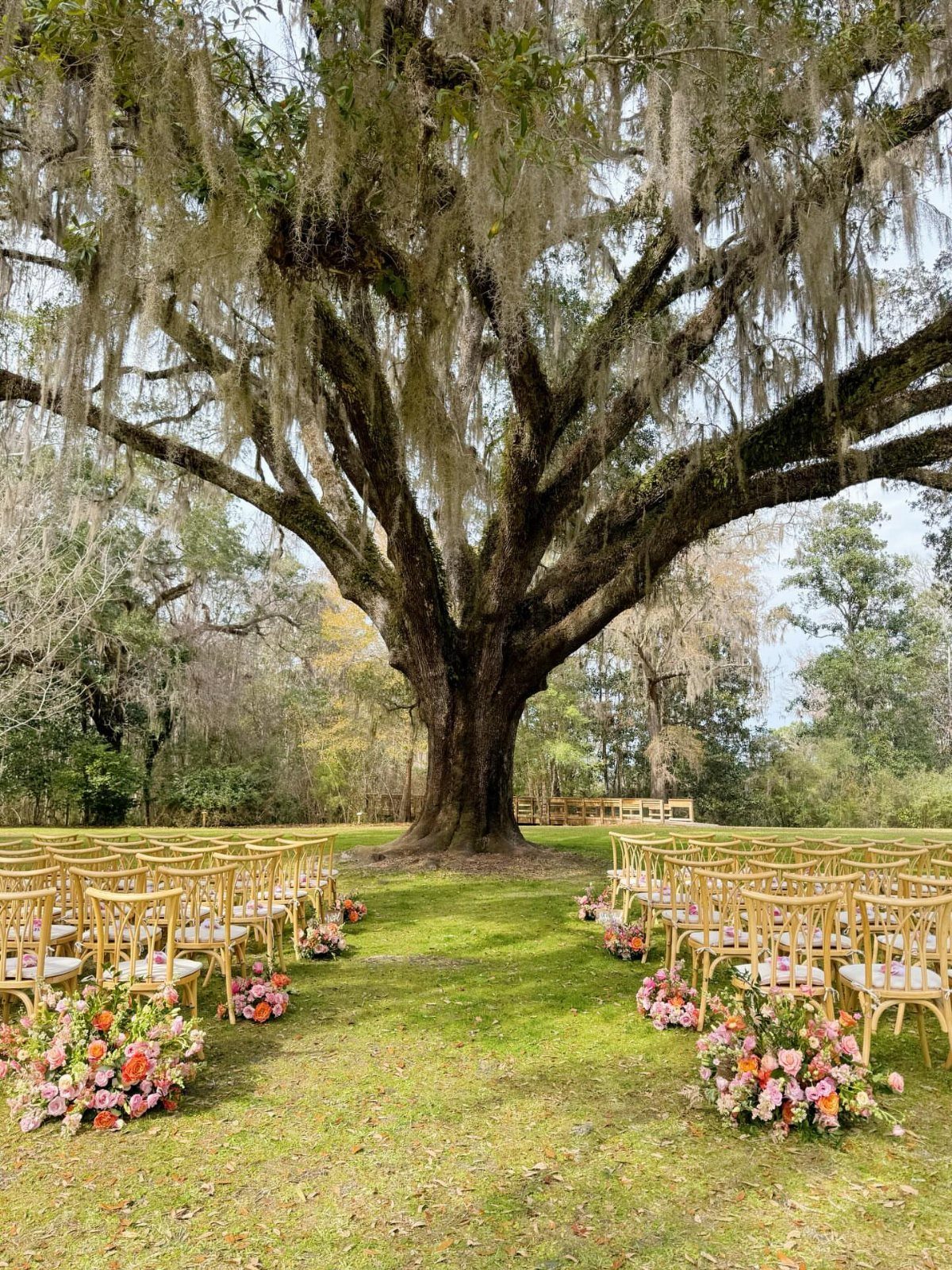 Wooden chairs arranged in rows facing a large mossy oak tree in a grassy garden.