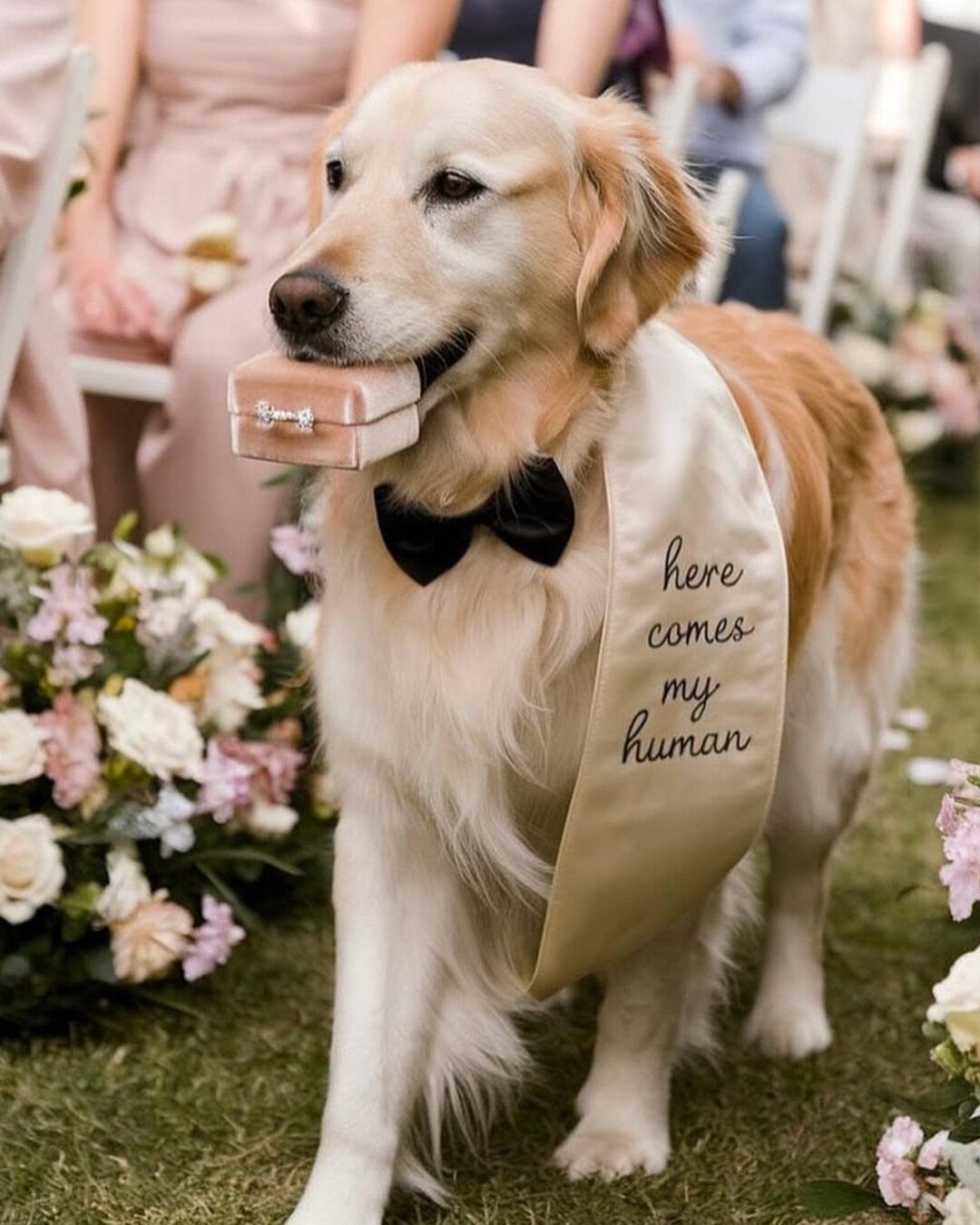 Golden retriever wearing a bowtie and bandana carrying a wedding ring box in its mouth.